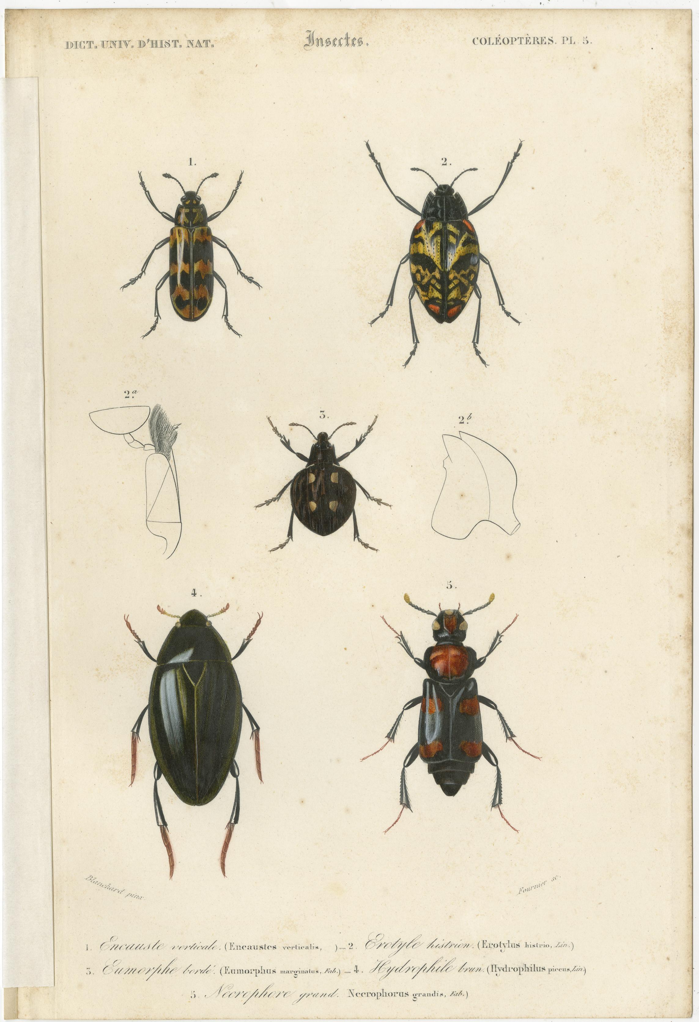 Set of 20 Antique Prints of Beetles and Other Insects For Sale 1