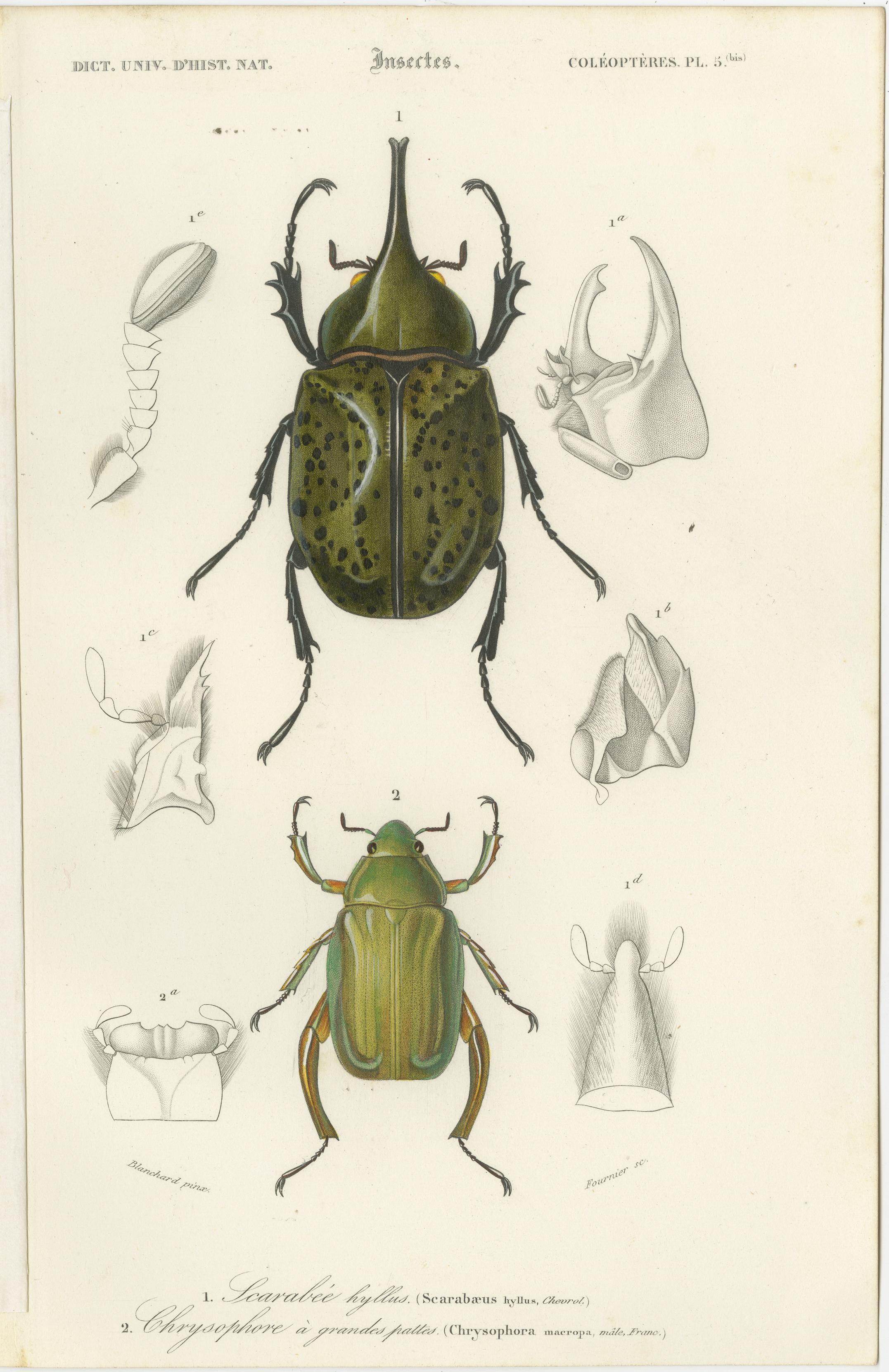 Ensemble de 20 estampes anciennes de scarabées et d'autres insectes en vente 3