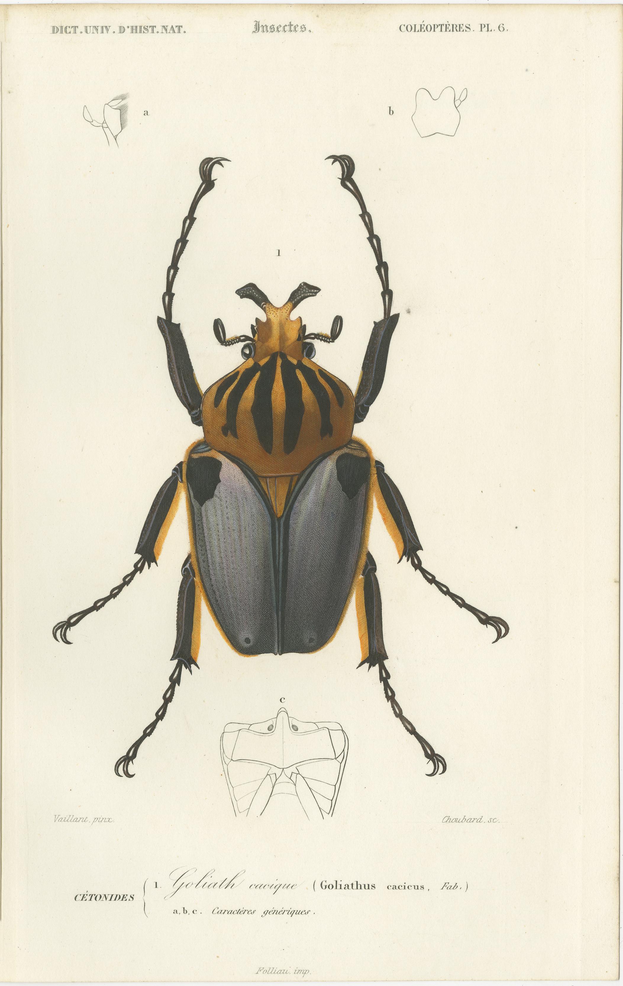 Set of 20 Antique Prints of Beetles and Other Insects For Sale 3
