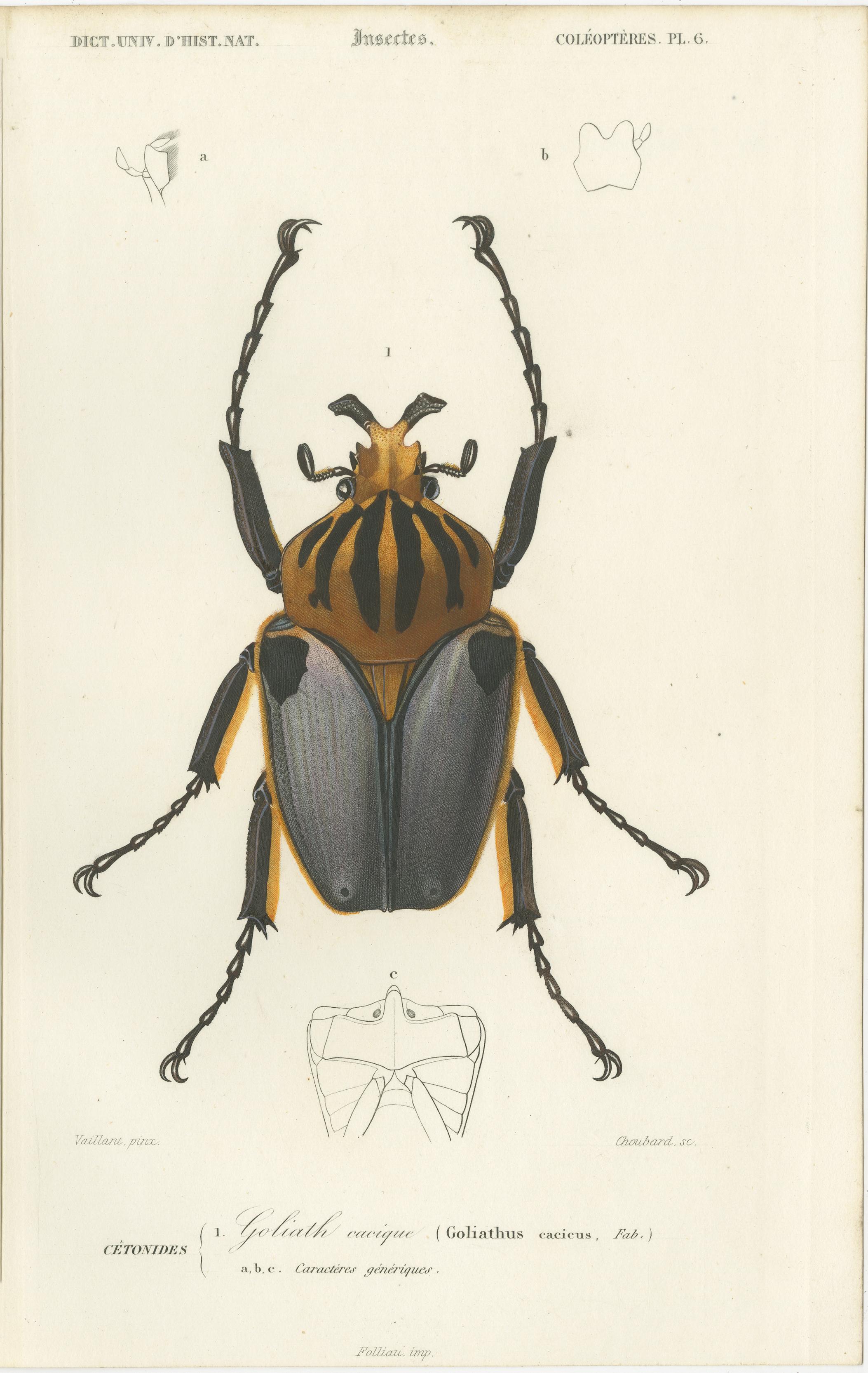 Ensemble de 20 estampes anciennes de scarabées et d'autres insectes en vente 4