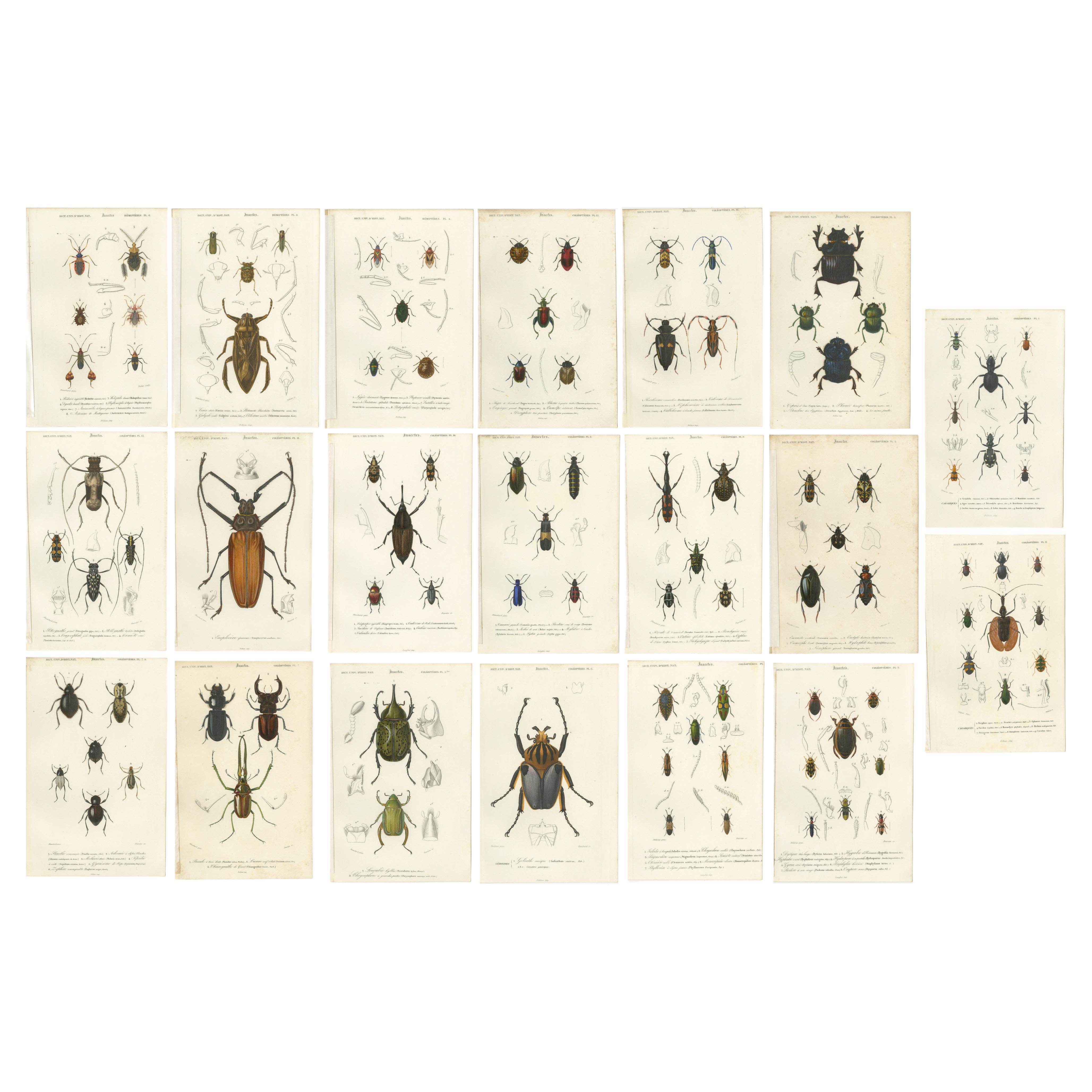 Ensemble de 20 estampes anciennes de scarabées et d'autres insectes