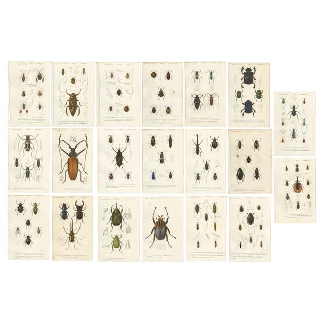 Ancient Insect Graphics Unframed Collection Painted Scientific Illustrations of Various Insects ...