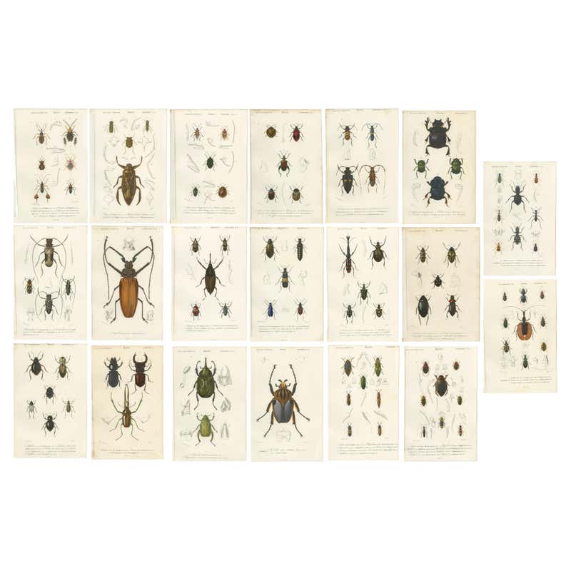 Icfre Insect Collection Unframed Collection Painted Scientific Illustrations of Various Insects ...