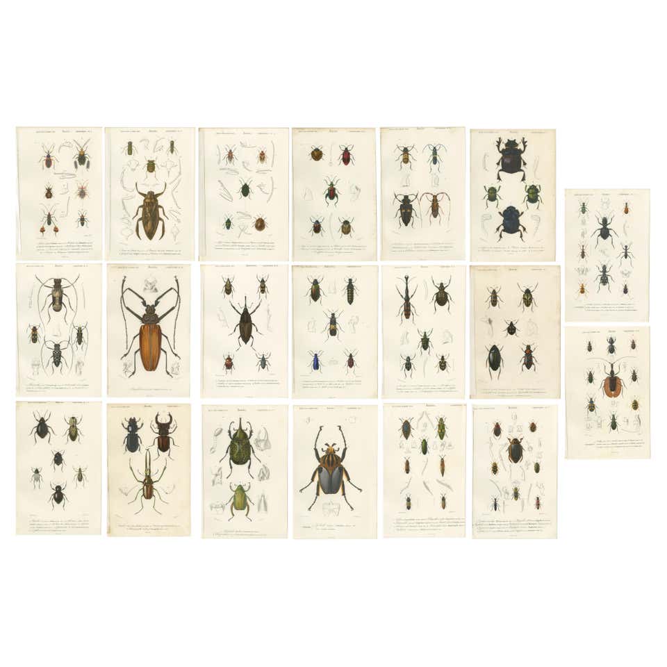 Unframed Collection Painted Scientific Illustrations of Various Insects ...