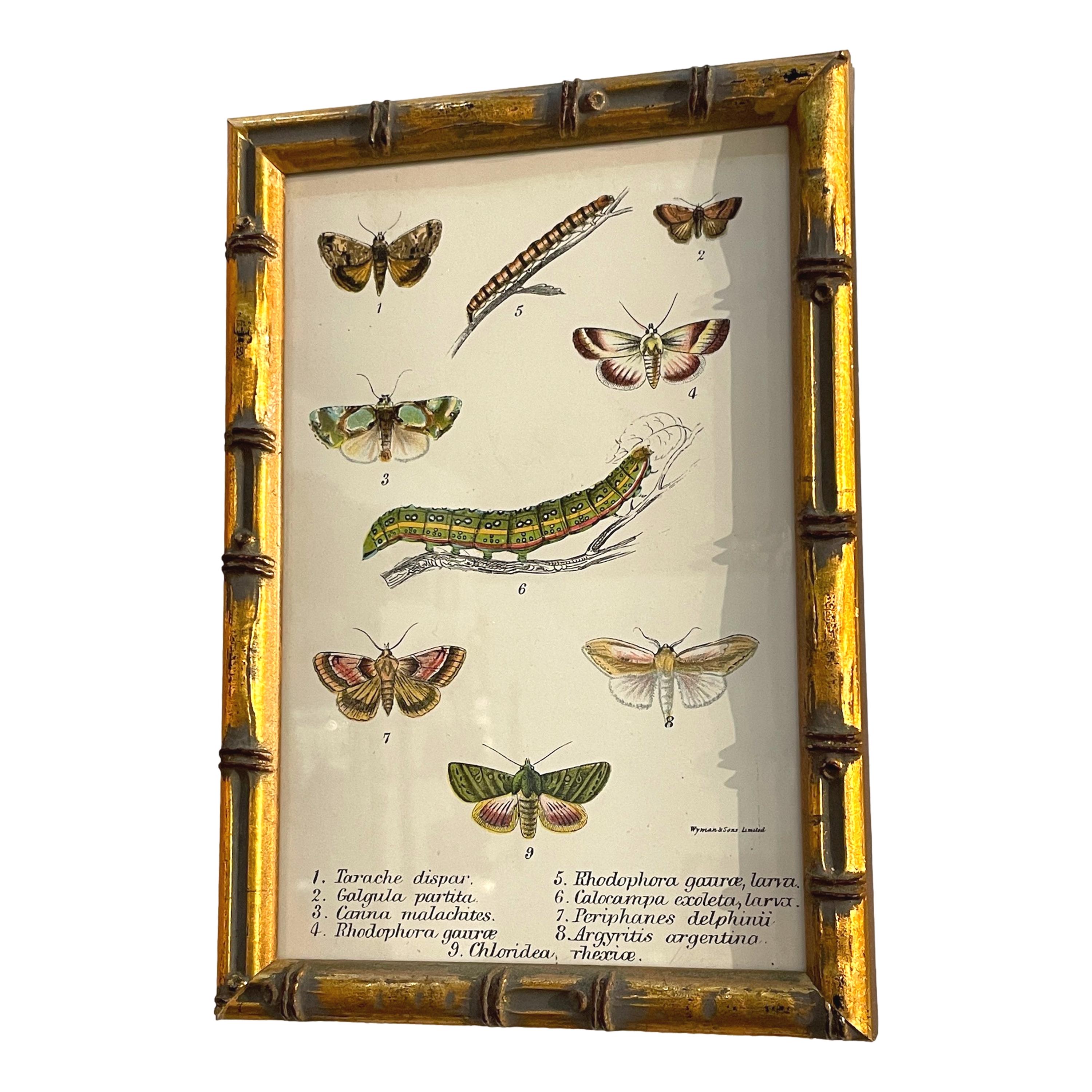 Set of 20 Hand Coloured Butterfly Prints 2