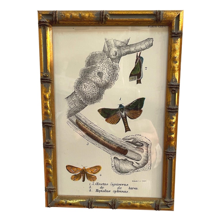 Set of 20 Hand Coloured Butterfly Prints 4