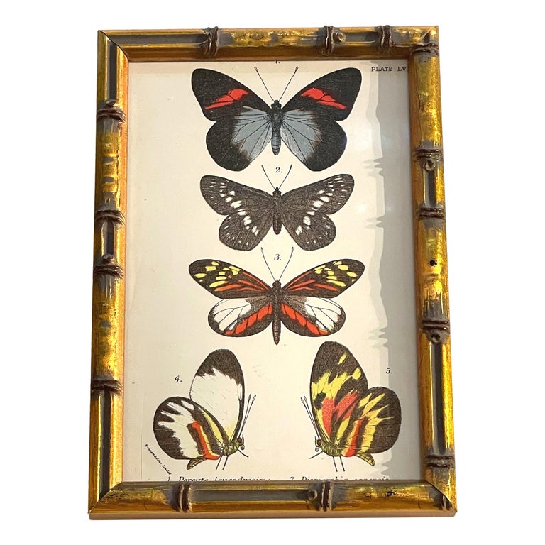 Set of 20 Hand Coloured Butterfly Prints 5