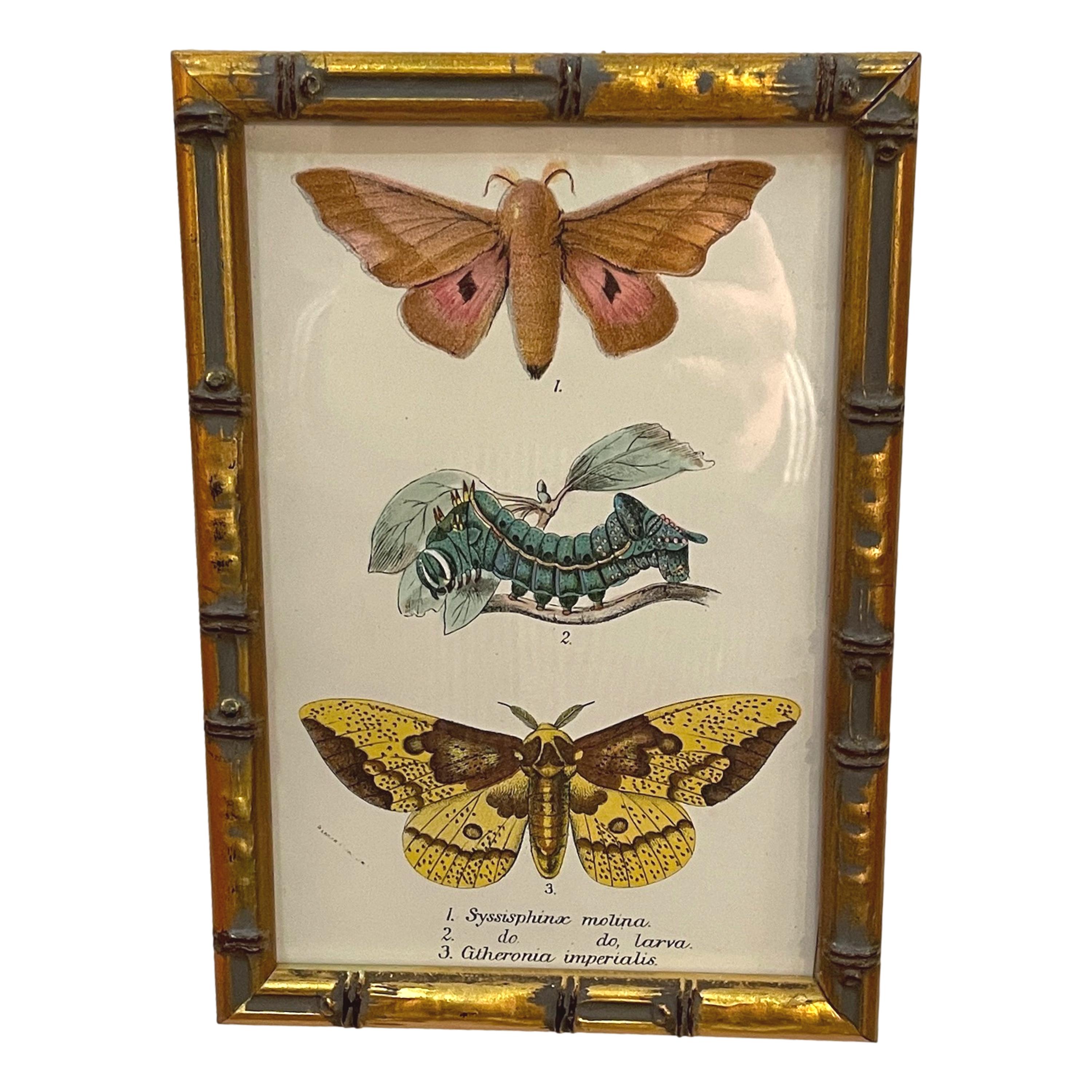 Set of 20 Hand Coloured Butterfly Prints 5
