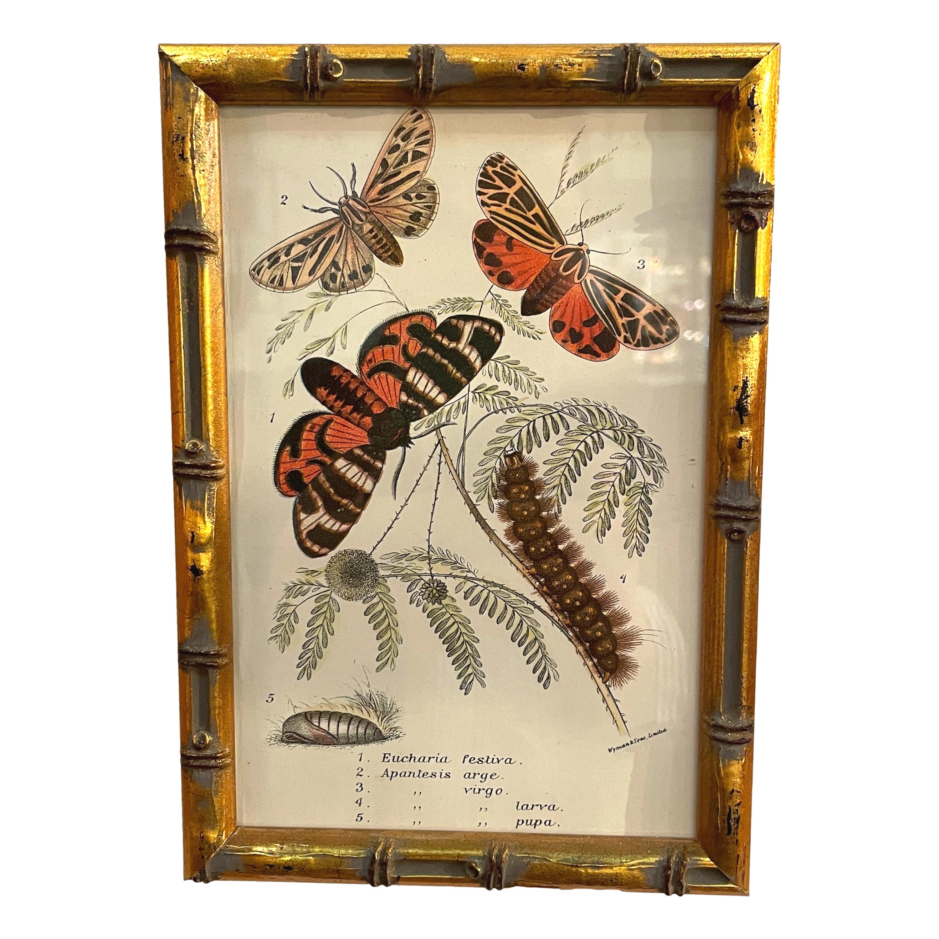 Set of 20 Hand Coloured Butterfly Prints 6