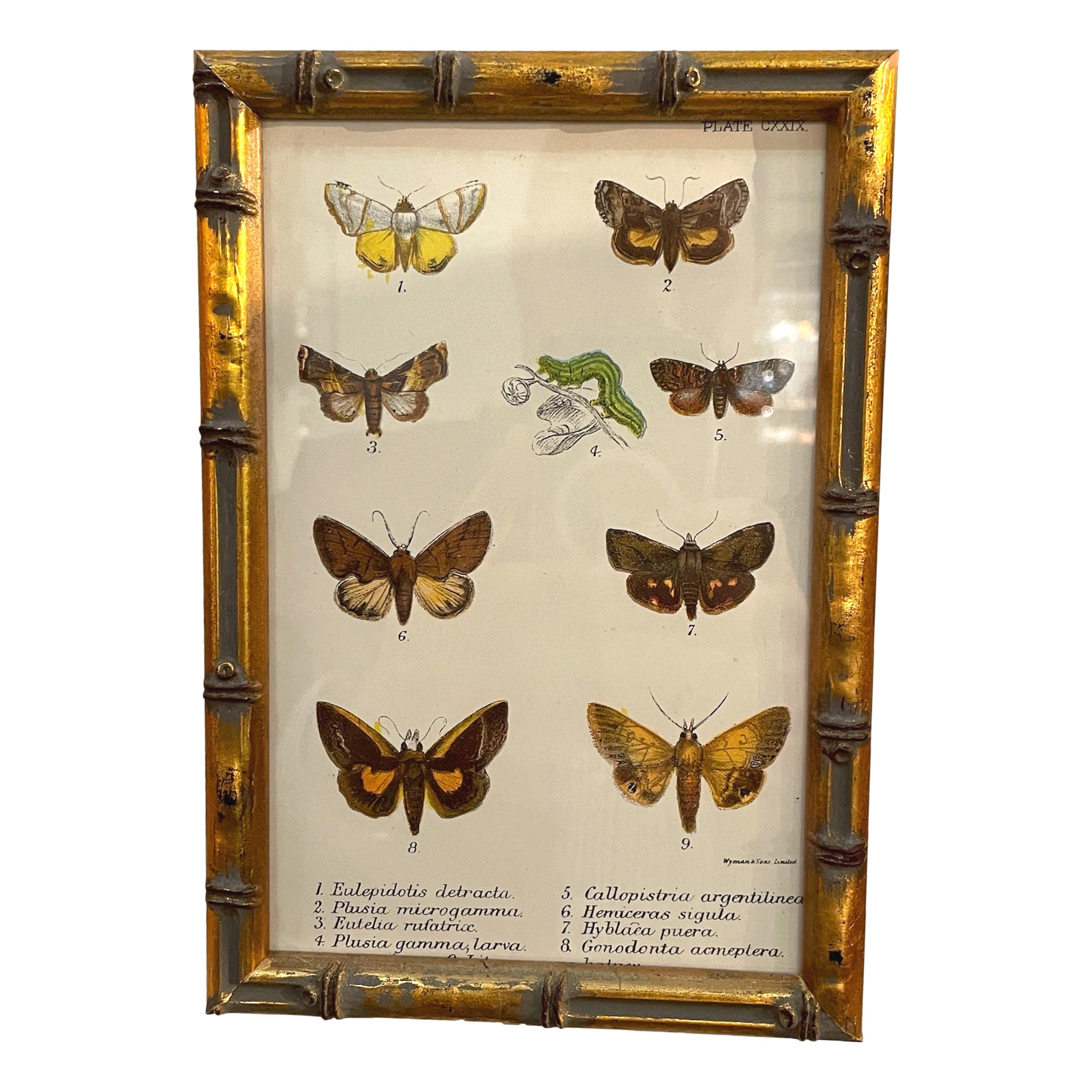 Set of 20 Hand Coloured Butterfly Prints 7
