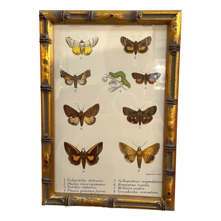 Set of 20 Hand Coloured Butterfly Prints 8