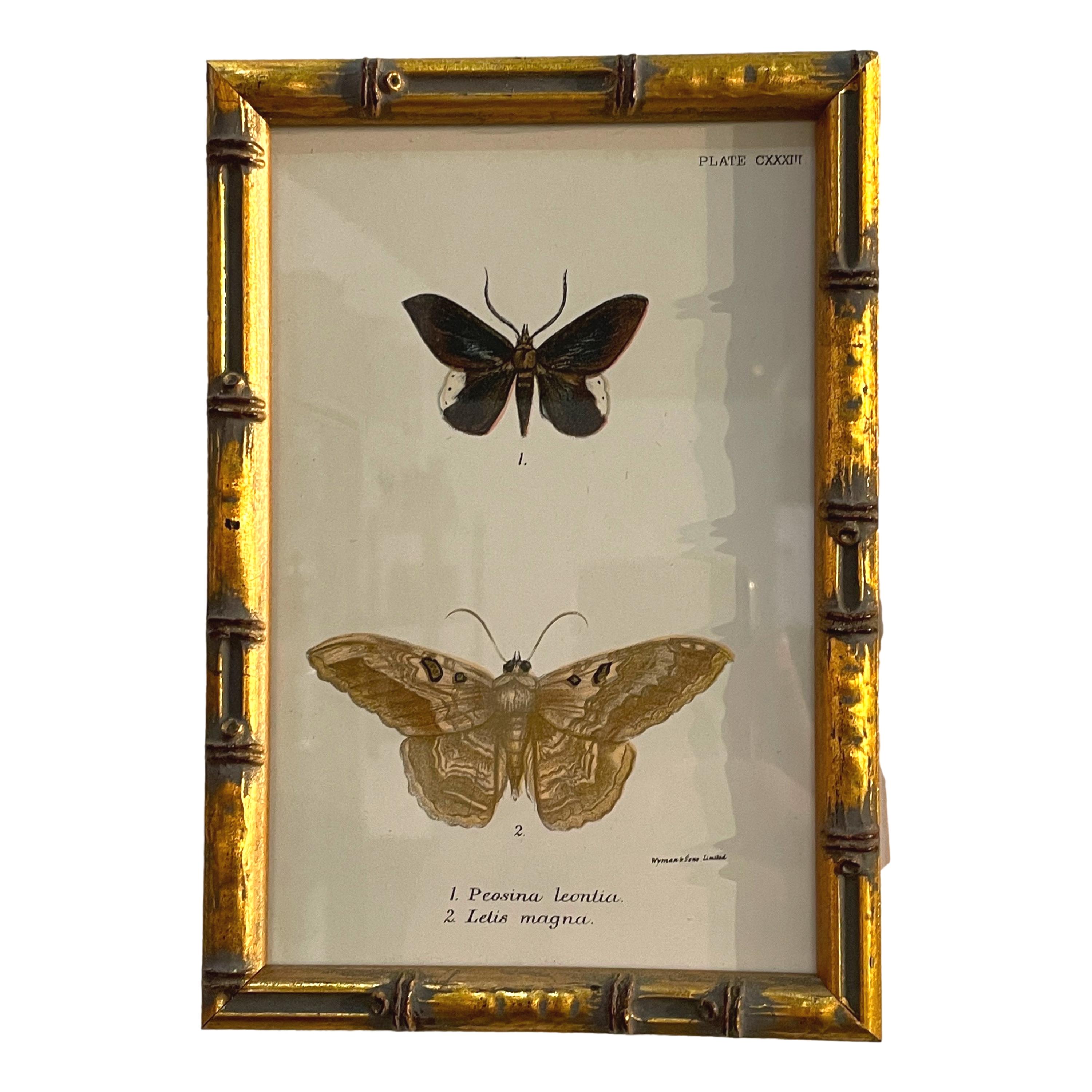 Set of 20 Hand Coloured Butterfly Prints 8