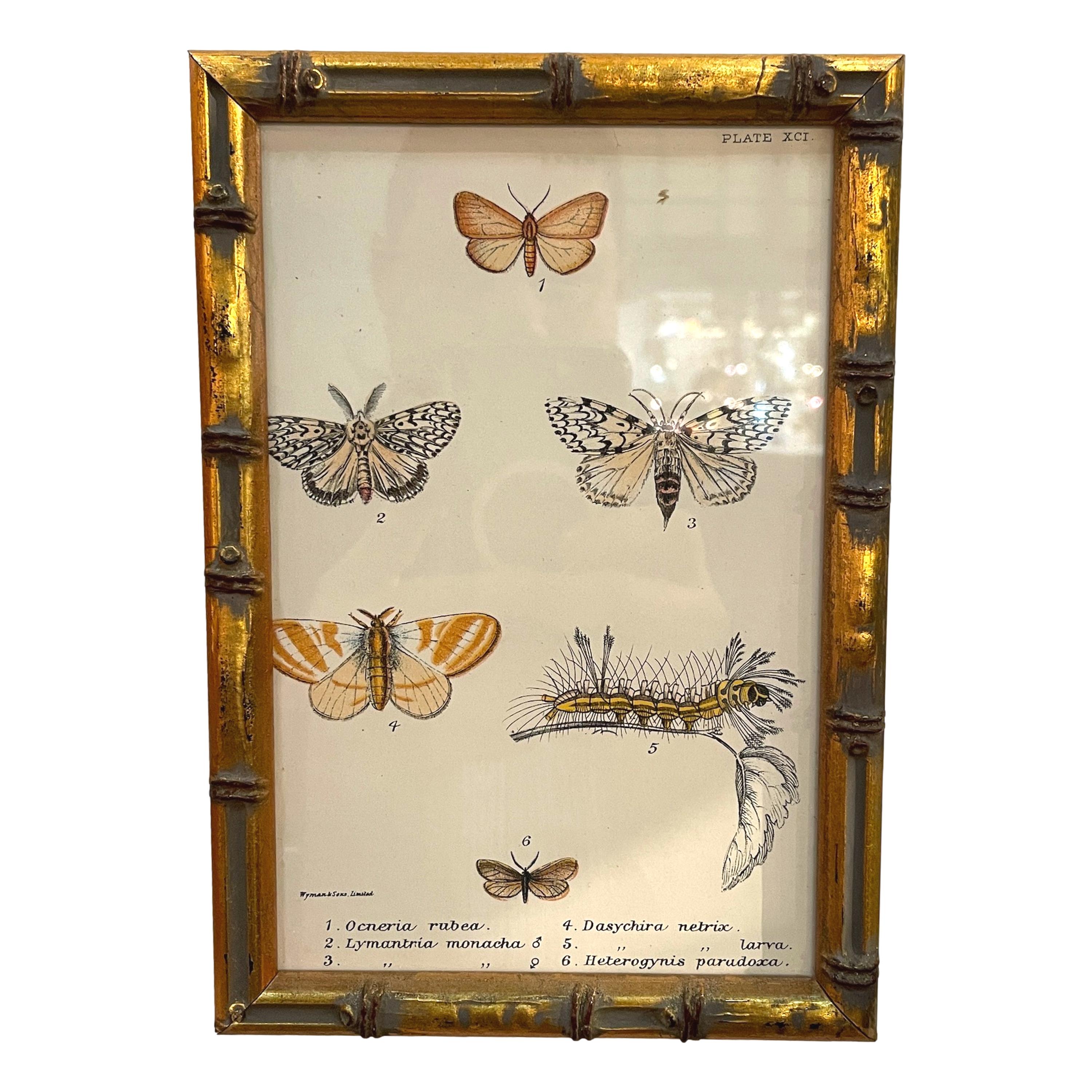 Set of 20 Hand Coloured Butterfly Prints 9