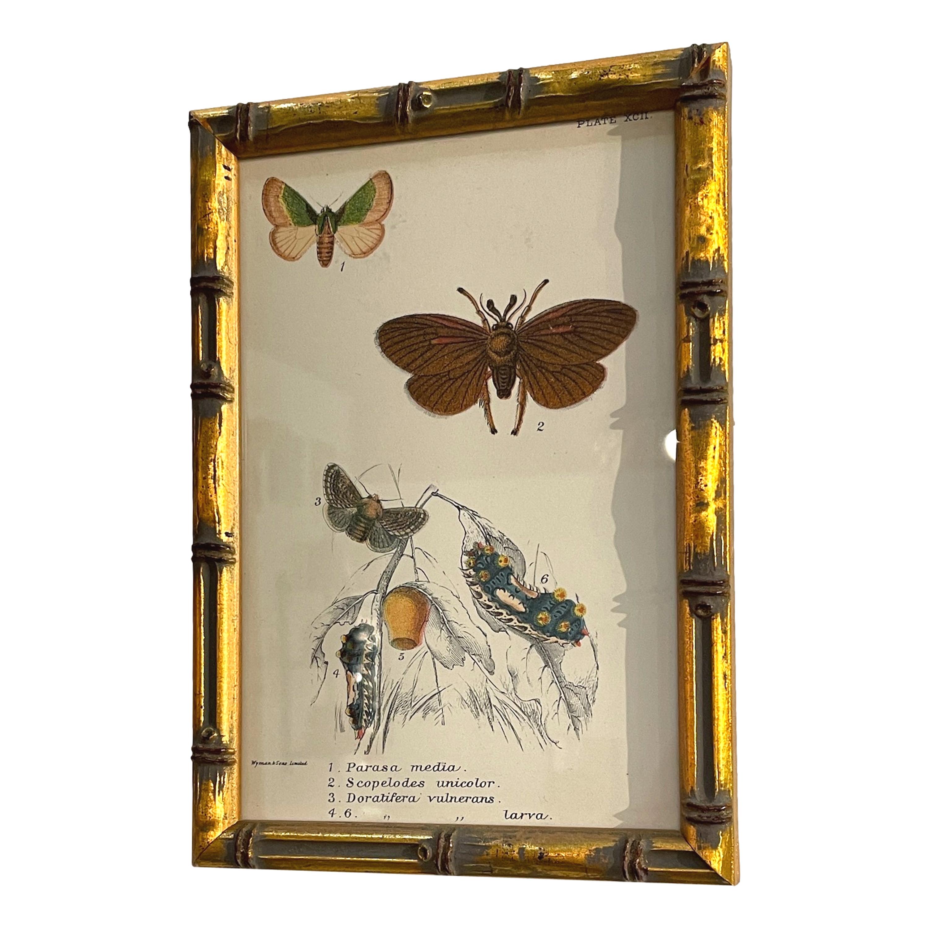 Set of 20 Hand Coloured Butterfly Prints 10