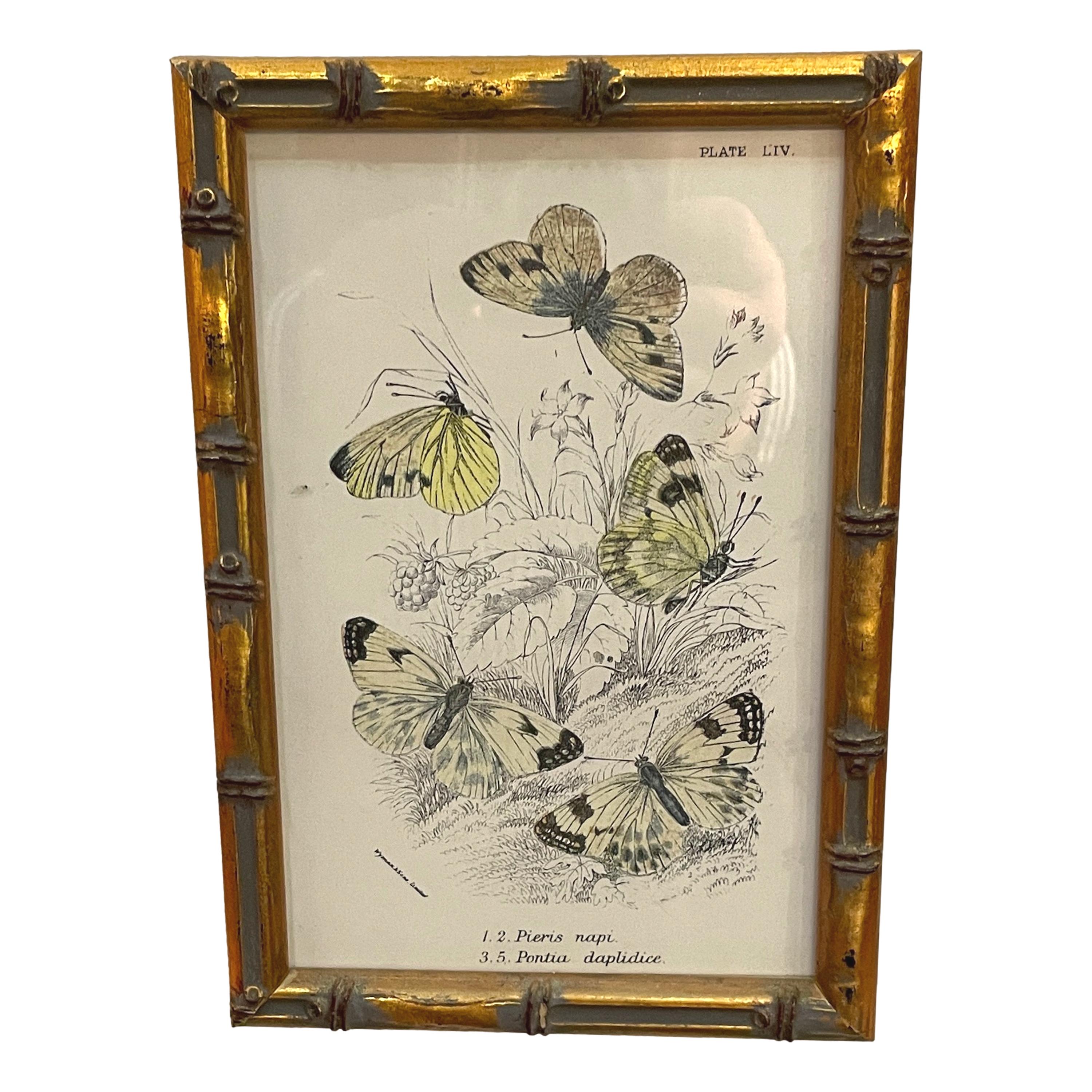 A Very Attractive Set Of 20 19th Century Butterfly Prints.

Lithographs.

Hand Coloured Decoration. 

Circa 1870. 

Measures: Height 8in.
Width 5.5in.
Depth 1in.