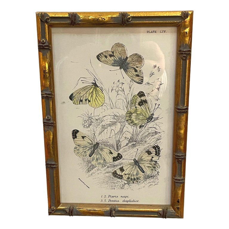 A Very Attractive Set Of 20 19th Century Butterfly Prints.

Lithographs.

Hand Coloured Decoration. 

Circa 1870. 

Measures: Height 8in.
Width 5.5in.
Depth 1in.