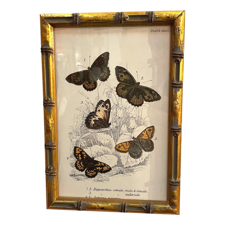 Set of 20 Hand Coloured Butterfly Prints 13