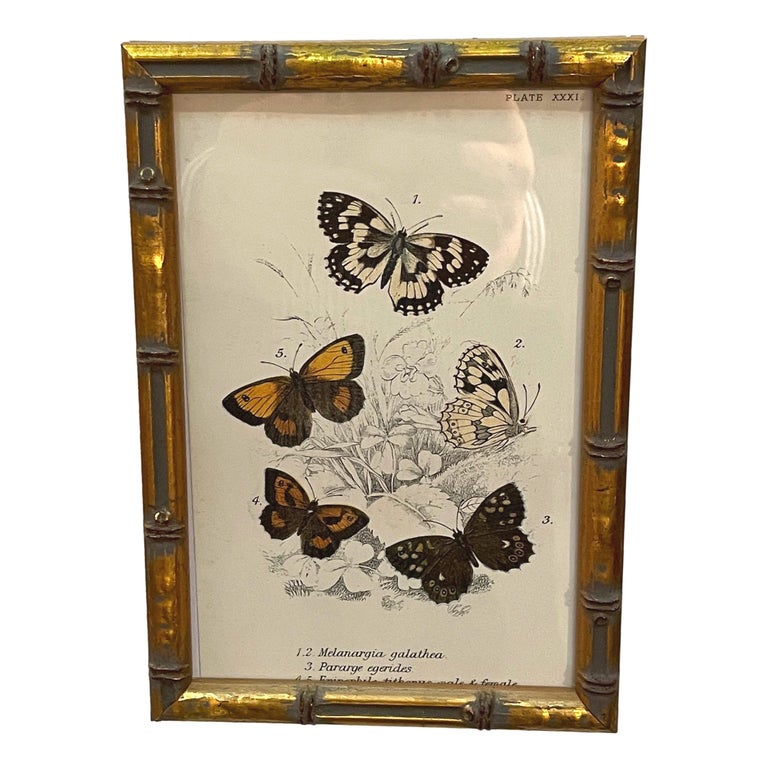 English Set of 20 Hand Coloured Butterfly Prints