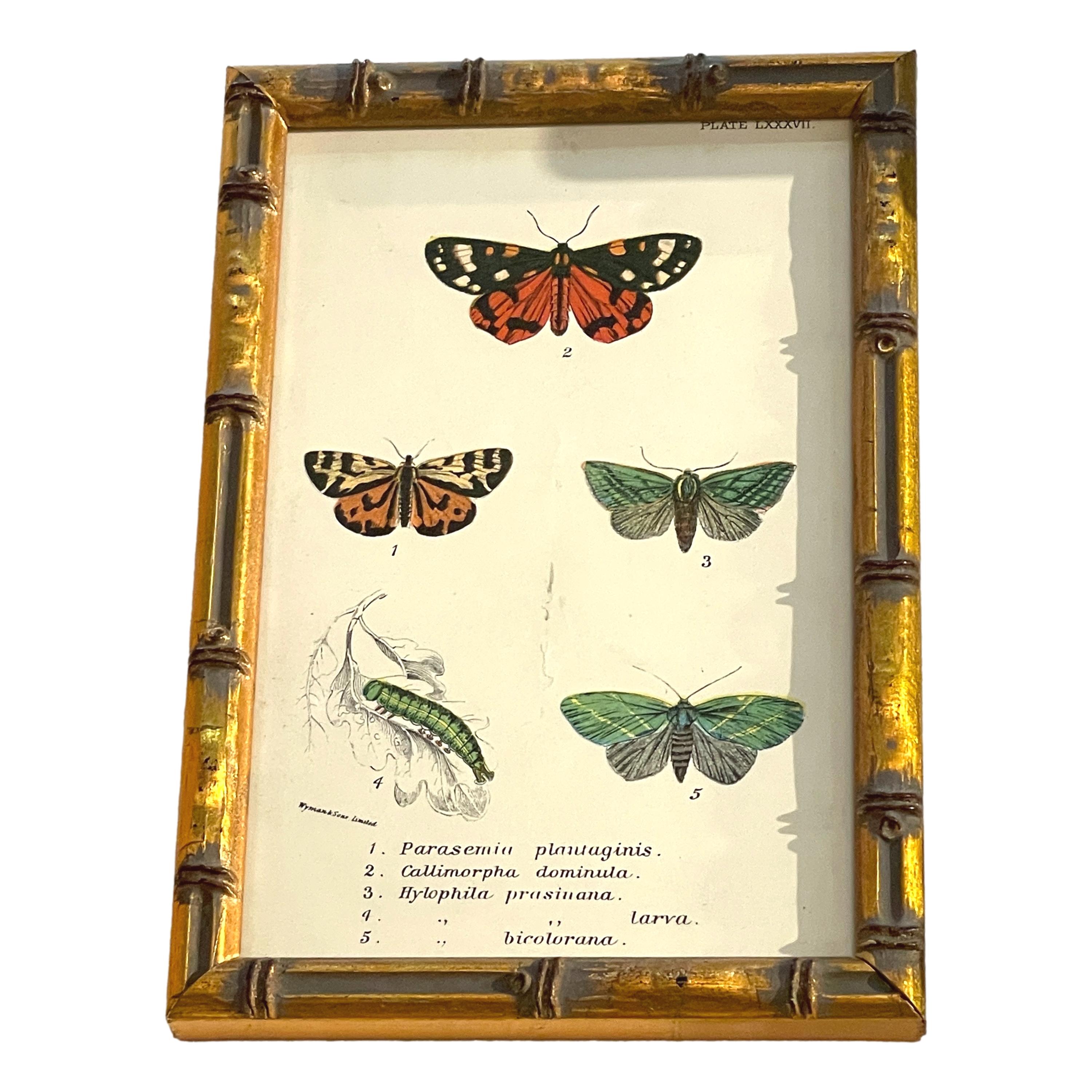 English Set of 20 Hand Coloured Butterfly Prints