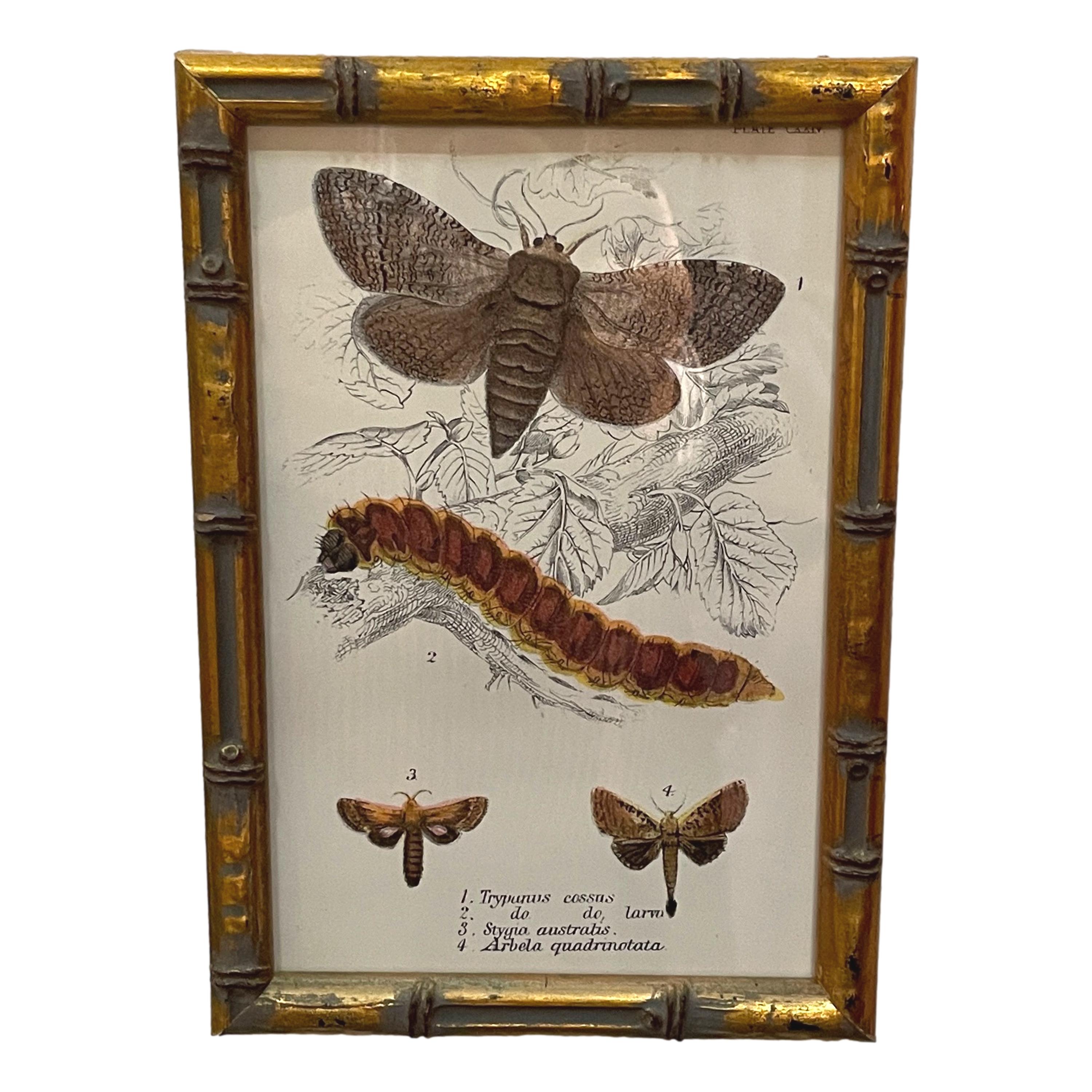 Set of 20 Hand Coloured Butterfly Prints In Good Condition In Bedfordshire, GB