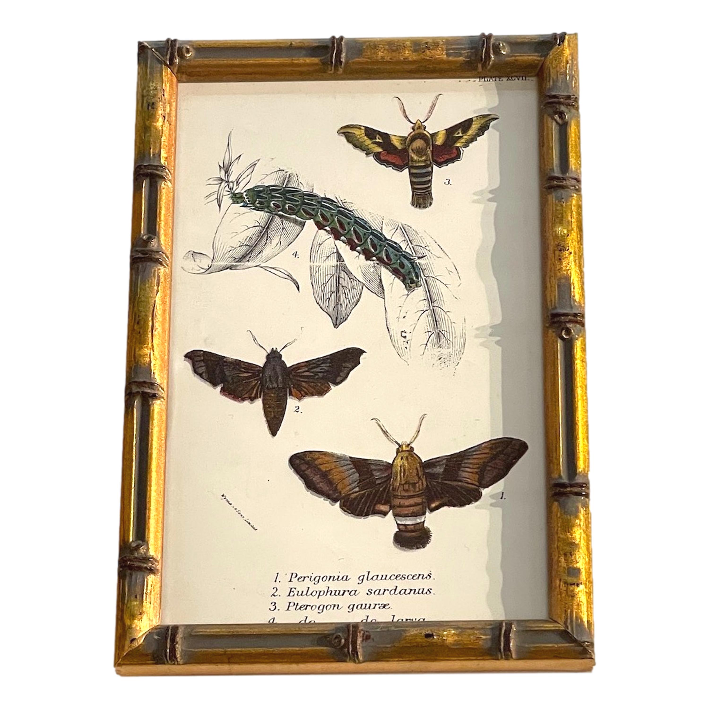19th Century Set of 20 Hand Coloured Butterfly Prints