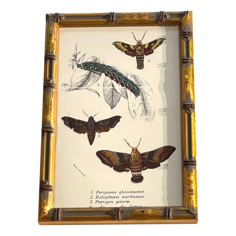 Giltwood Set of 20 Hand Coloured Butterfly Prints