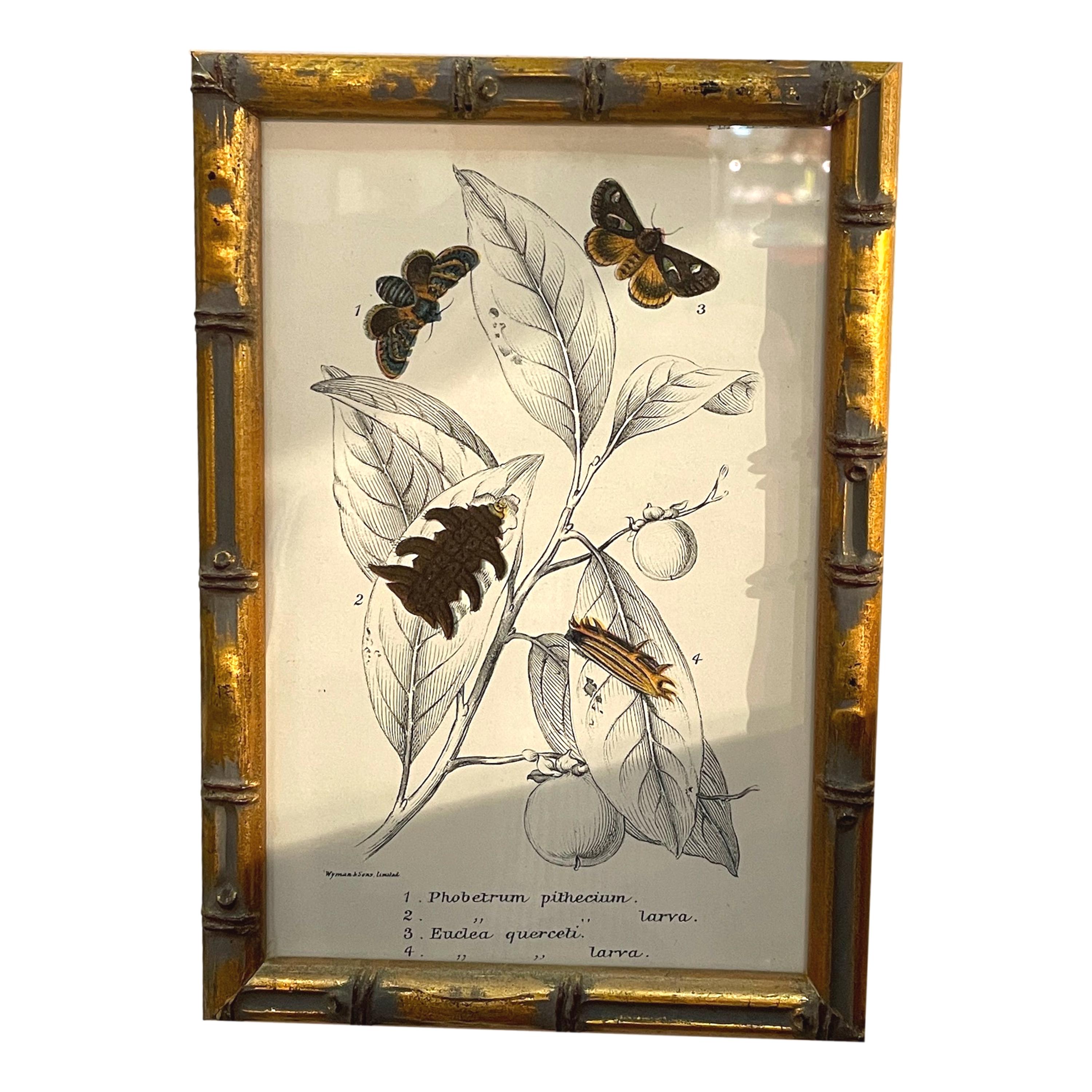 Giltwood Set of 20 Hand Coloured Butterfly Prints