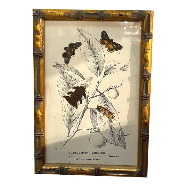 Set of 20 Hand Coloured Butterfly Prints 1