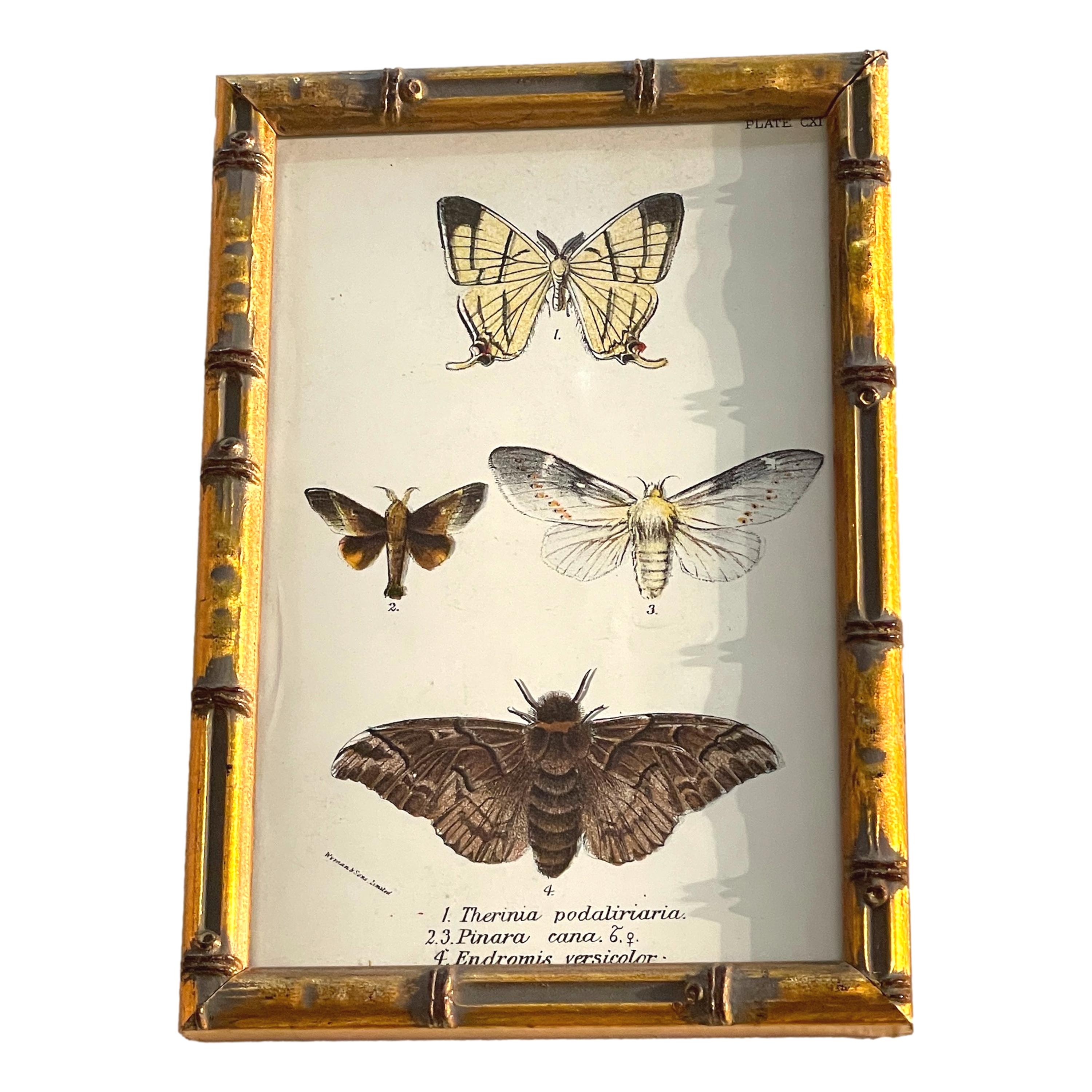 Set of 20 Hand Coloured Butterfly Prints 1