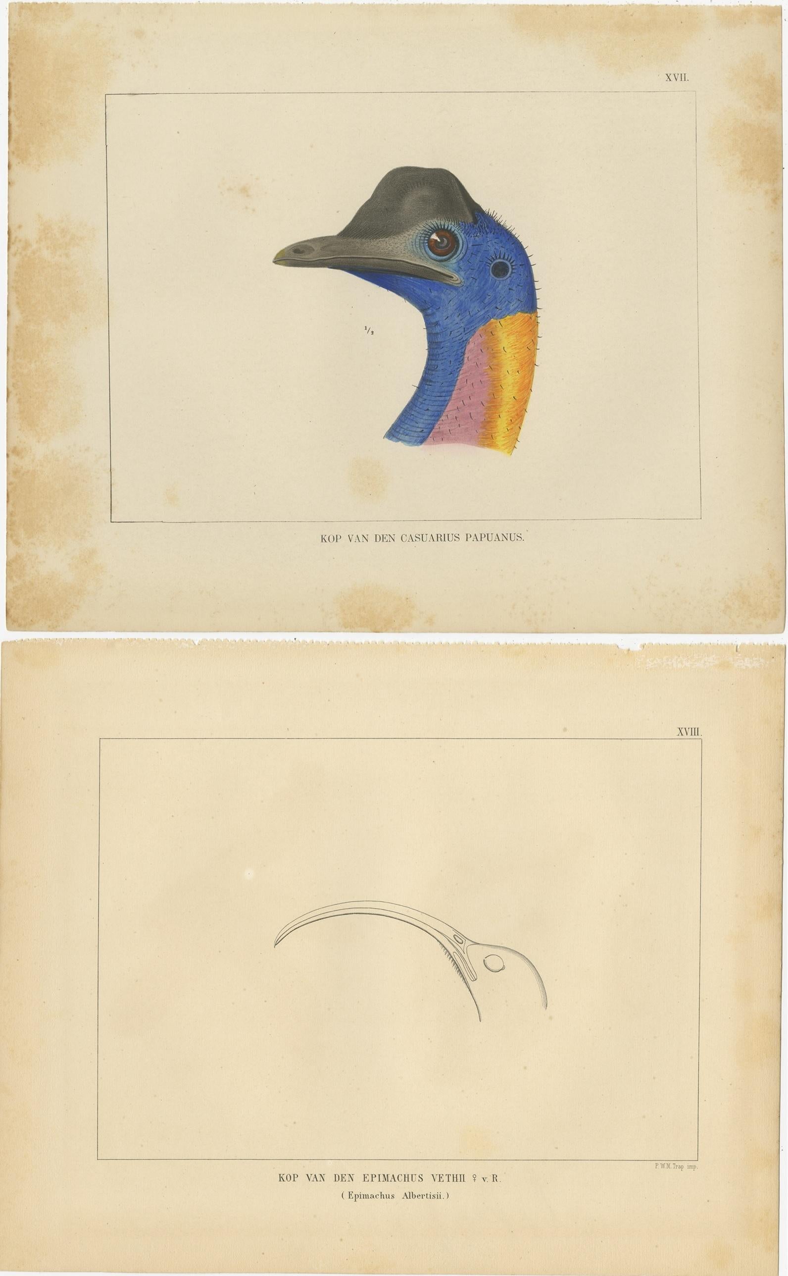 Ensemble de 21 estampes anciennes illustrant les voyages dans la baie de Cenderawasih, 1875 en vente 8