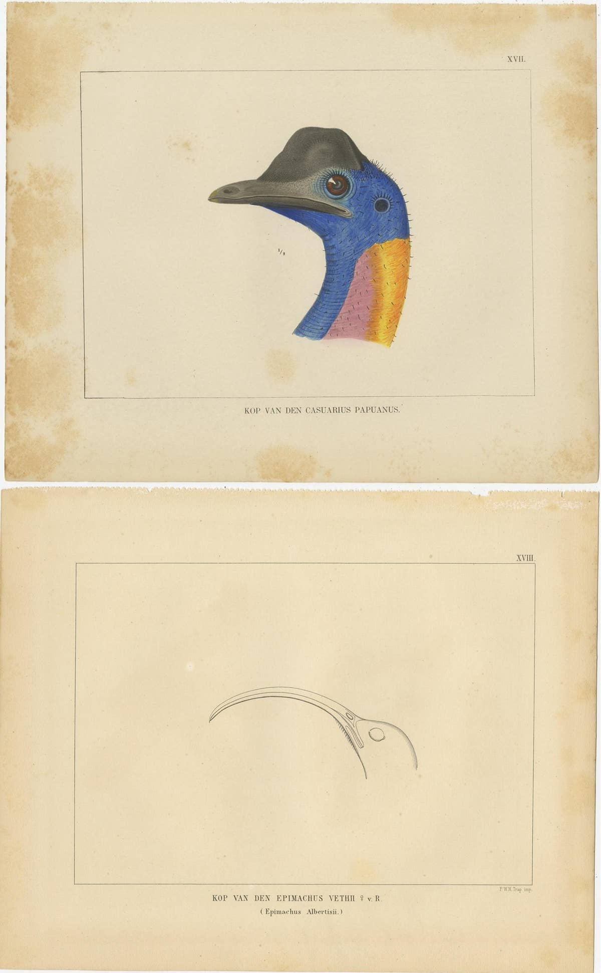 Set of 21 Antique Prints Illustrating the Travels to Cenderawasih Bay, 1875