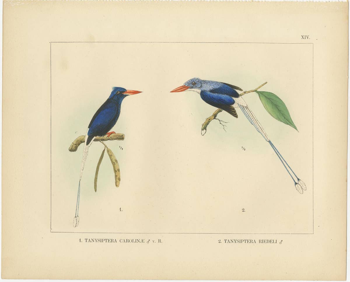 Set of 21 Antique Prints Illustrating the Travels to Cenderawasih Bay, 1875
