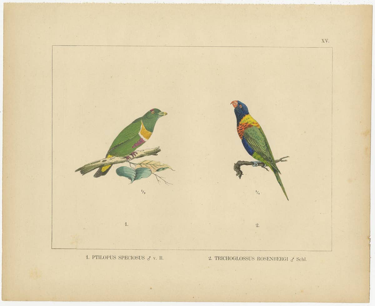 Set of 21 Antique Prints Illustrating the Travels to Cenderawasih Bay, 1875