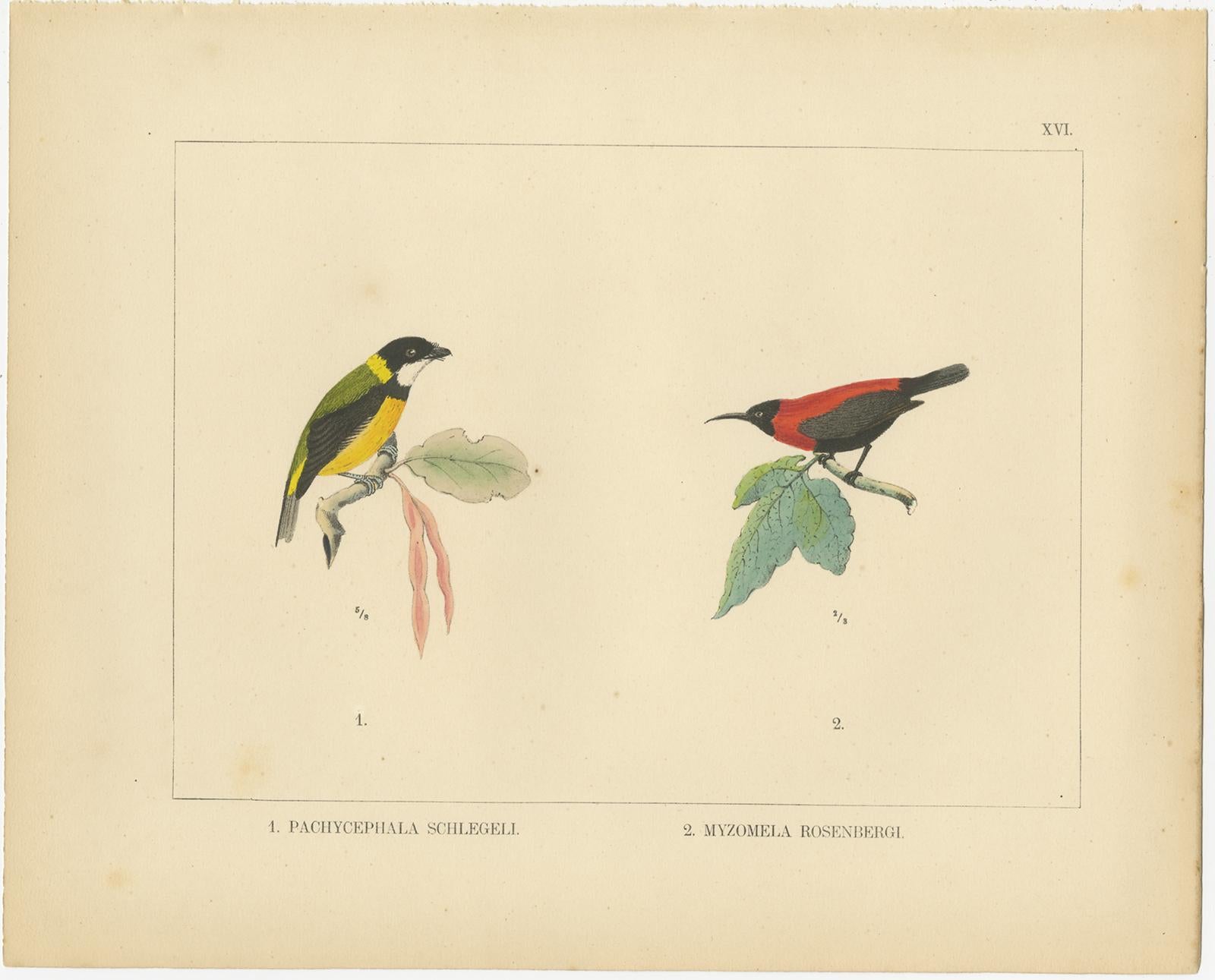Set of 21 Antique Prints Illustrating the Travels to Cenderawasih Bay, 1875 For Sale 11