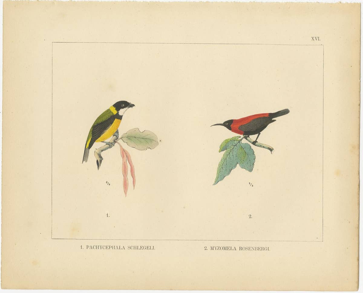 Set of 21 Antique Prints Illustrating the Travels to Cenderawasih Bay, 1875