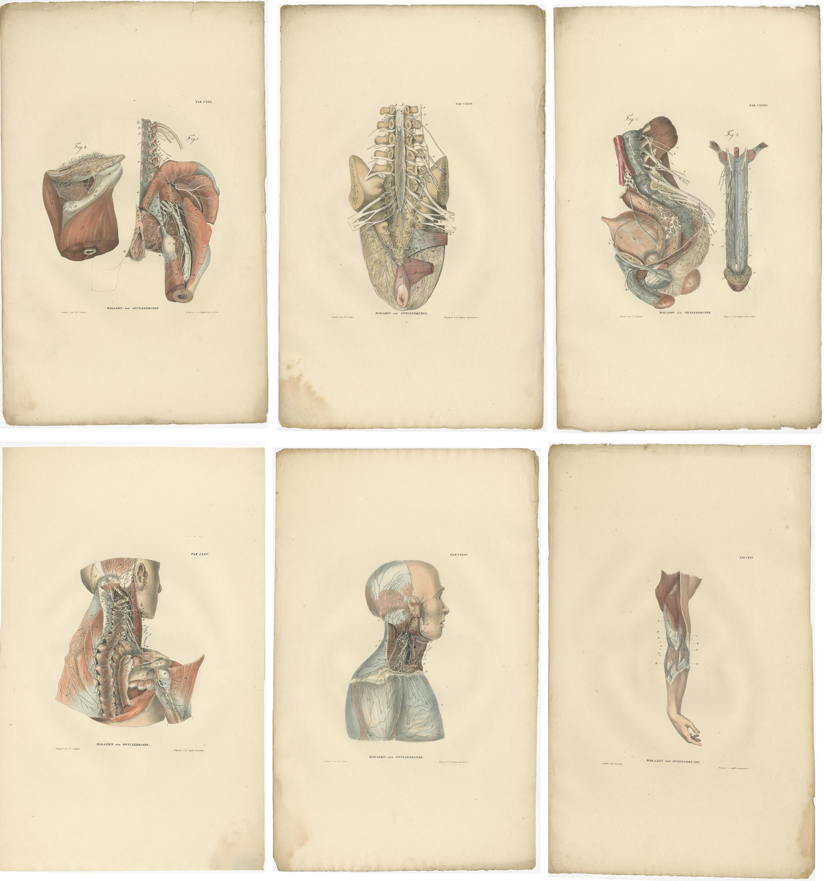 Set of 23 antique anatomy prints of the nervous system of the human body. These prints originate from 'Magazijn van ontleedkunde' by Dr. Th. Richter. Published 1839.