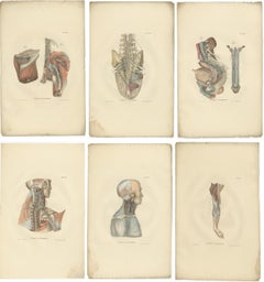 Set of 23 Antique Anatomy Prints of the Nervous System '1839'