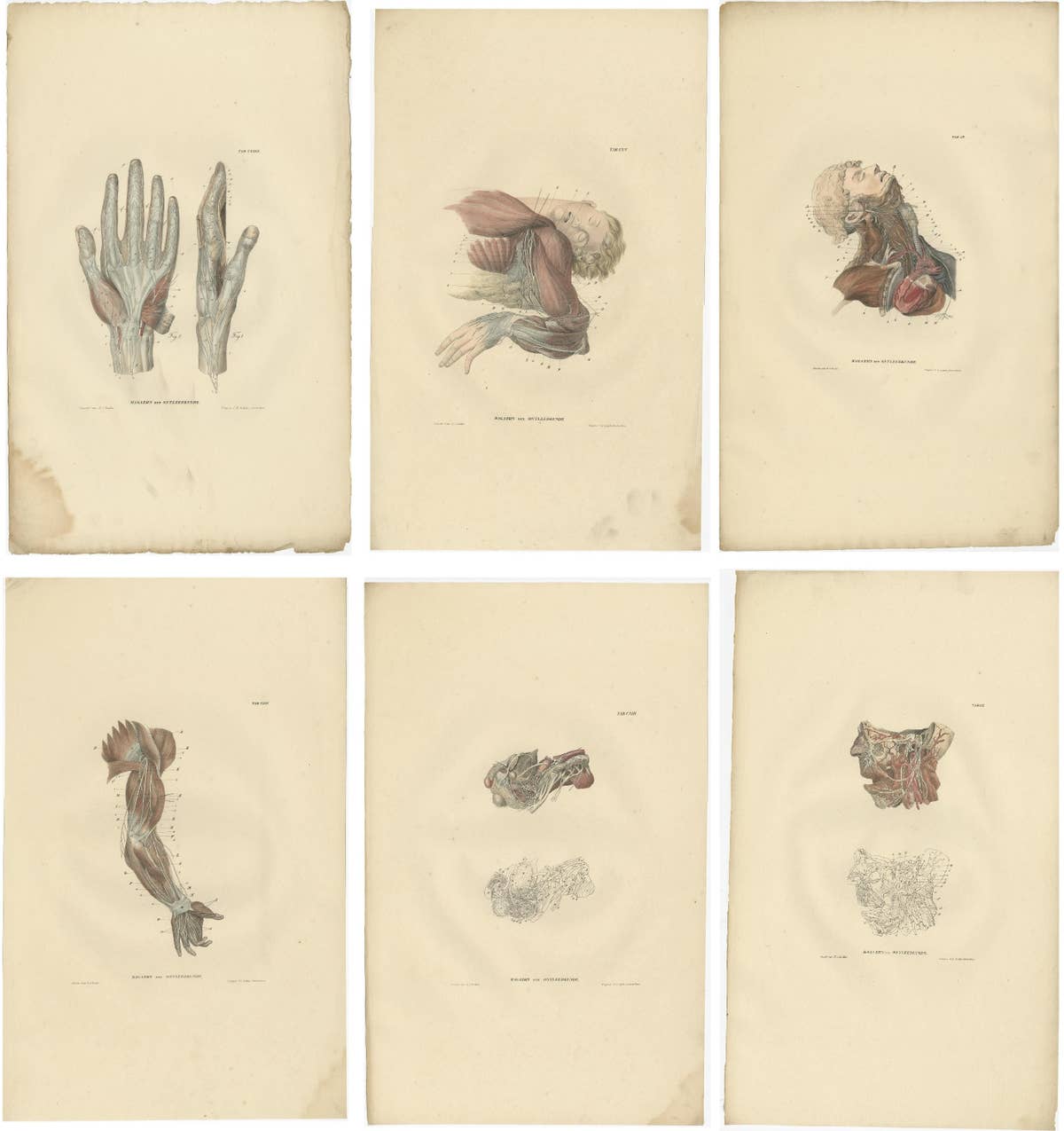 Set of 23 Antique Anatomy Prints of the Nervous System '1839'