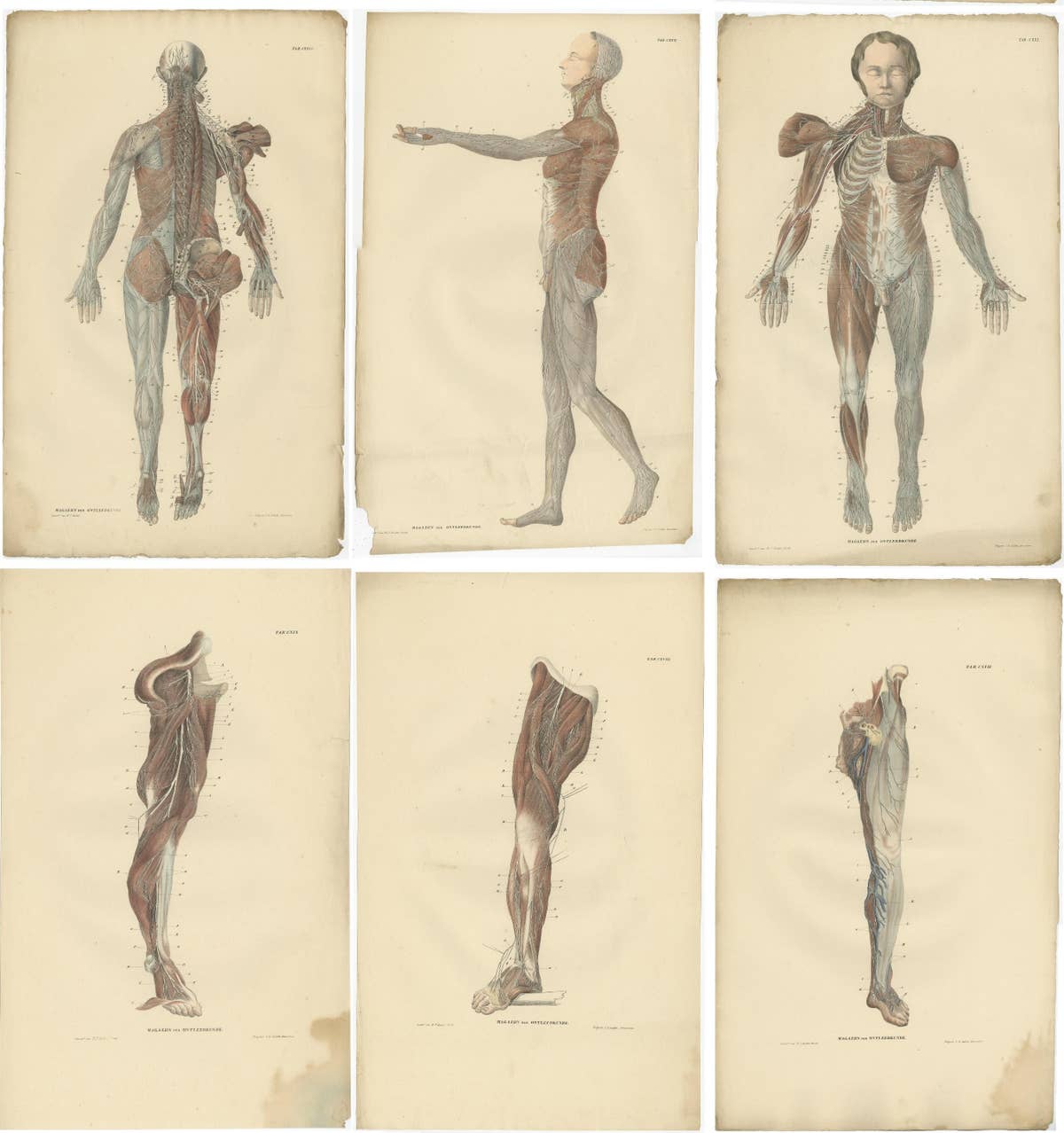 Set of 23 Antique Anatomy Prints of the Nervous System '1839'