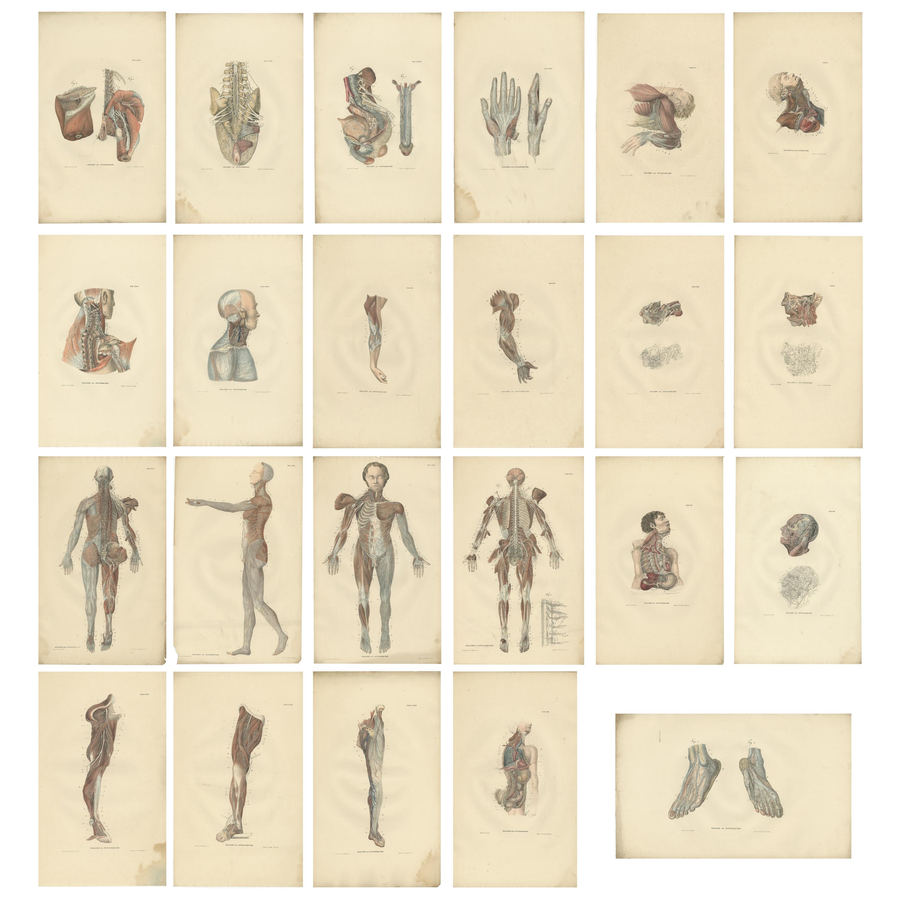 Set von 23 antiken Anatomendrucken des Nervous Systems „1839“