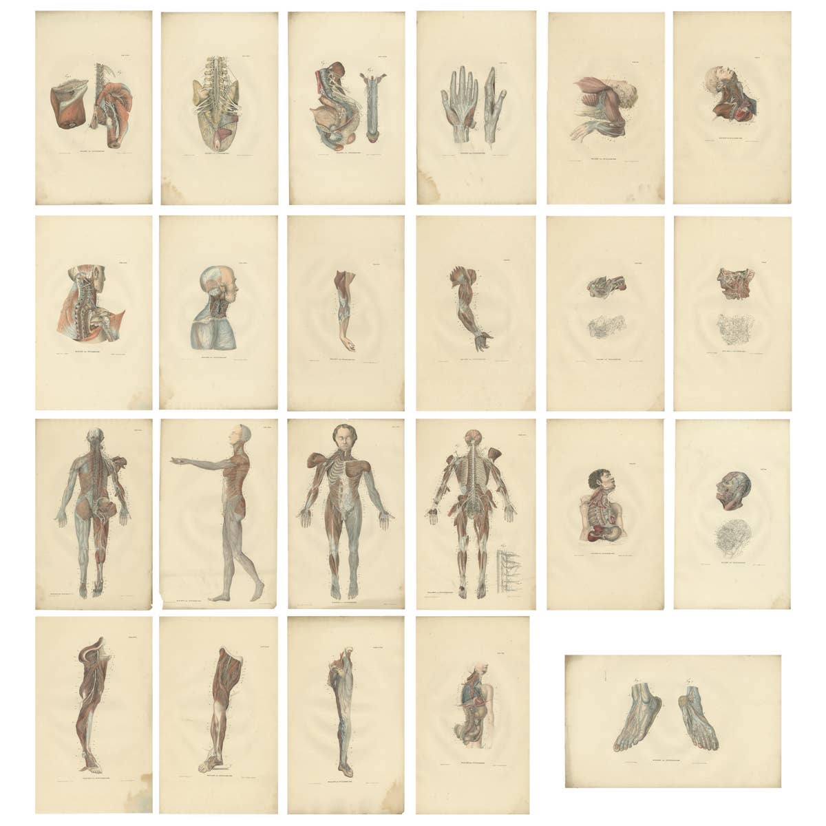 Set of 23 Antique Anatomy Prints of the Nervous System '1839'