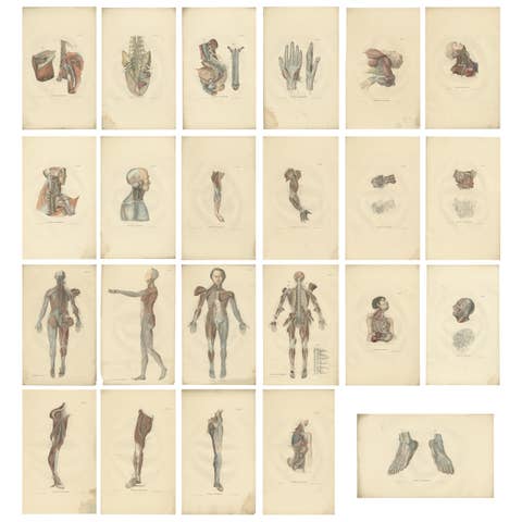 Set of 23 Antique Anatomy Prints of the Nervous System '1839'
