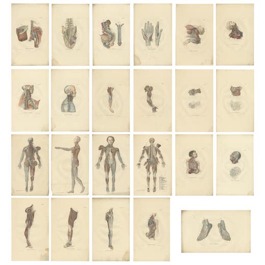 Set of 23 Antique Anatomy Prints of the Nervous System '1839'
