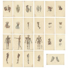 Set von 23 antiken Anatomendrucken des Nervous Systems „1839“