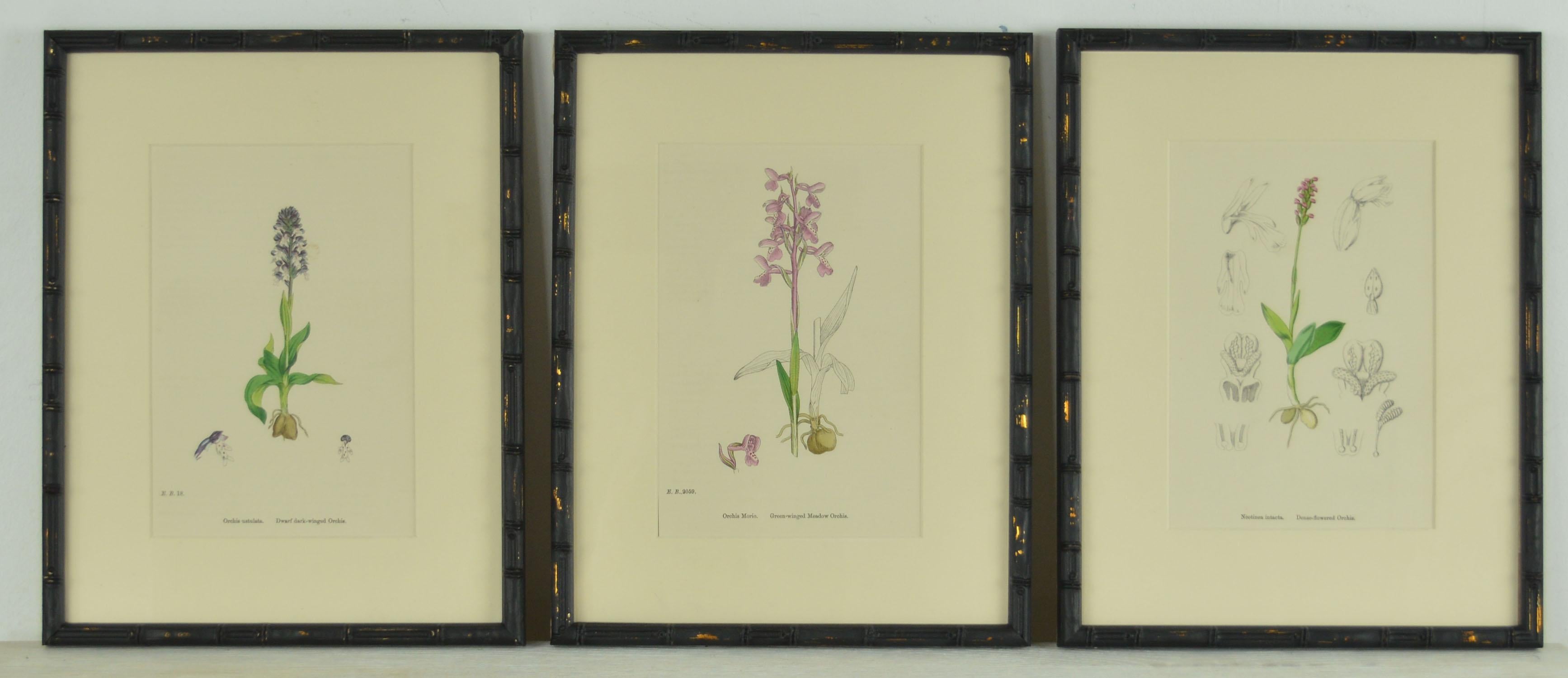Set of 24 Antique Botanical Prints ( Orchids ) in Ebonized Faux Bamboo Frames In Good Condition In St Annes, Lancashire