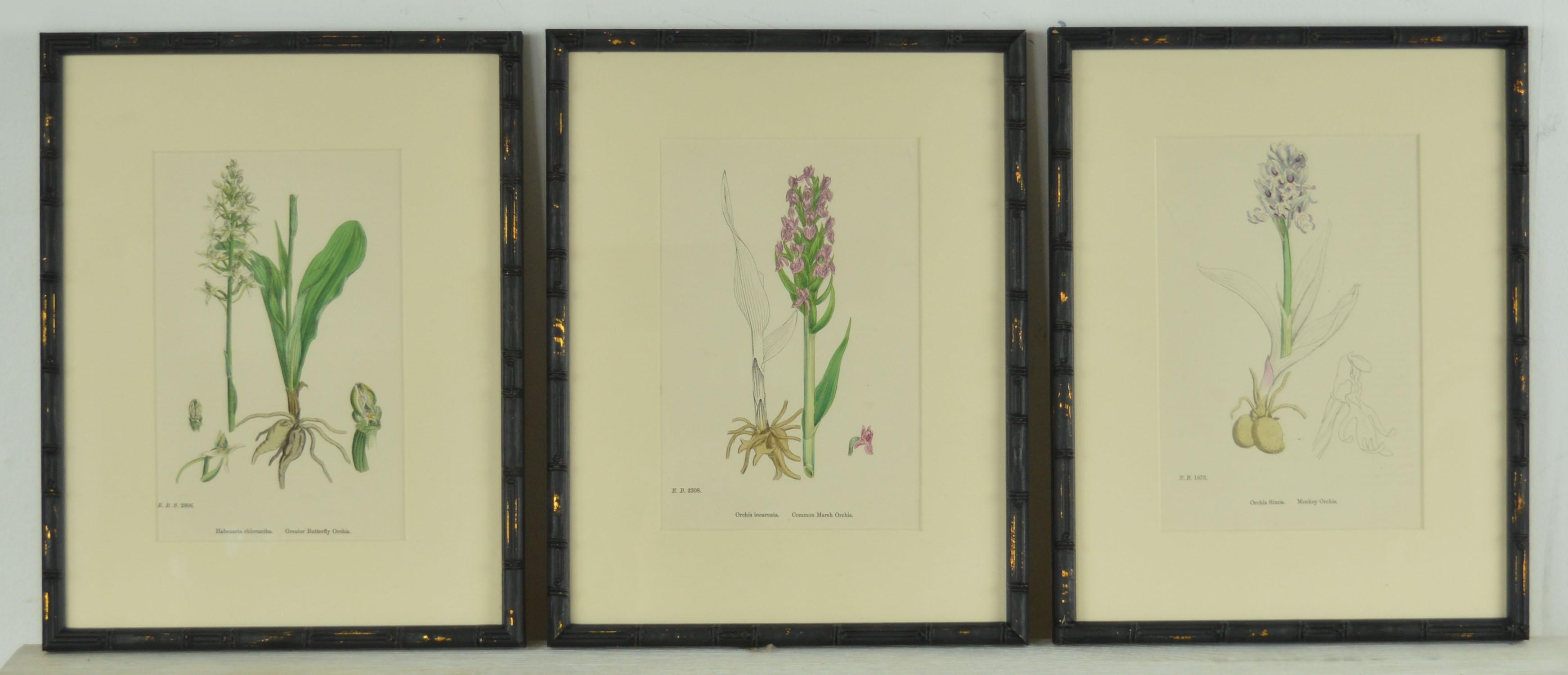 Mid-19th Century Set of 24 Antique Botanical Prints ( Orchids ) in Ebonized Faux Bamboo Frames