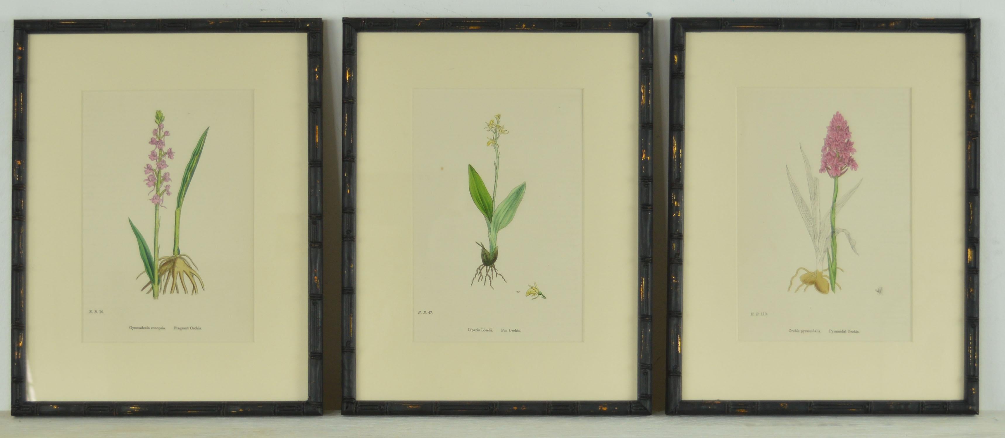 Paper Set of 24 Antique Botanical Prints ( Orchids ) in Ebonized Faux Bamboo Frames