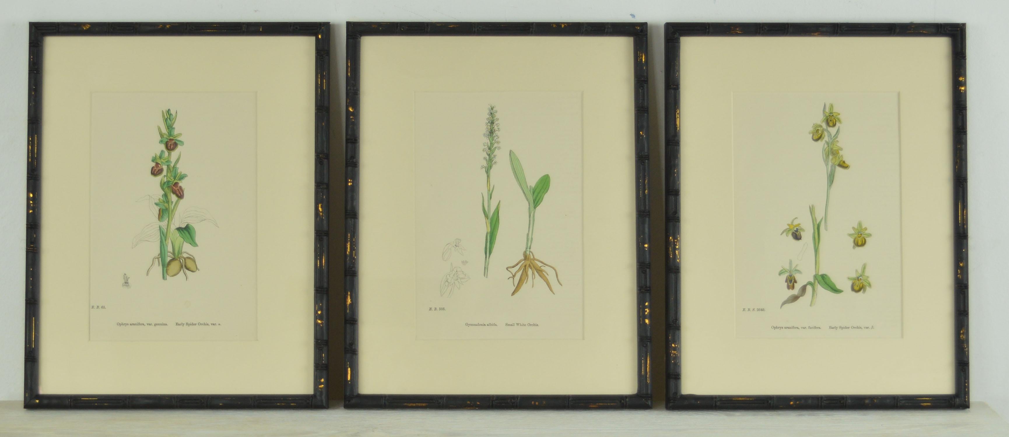 orchid botanical prints