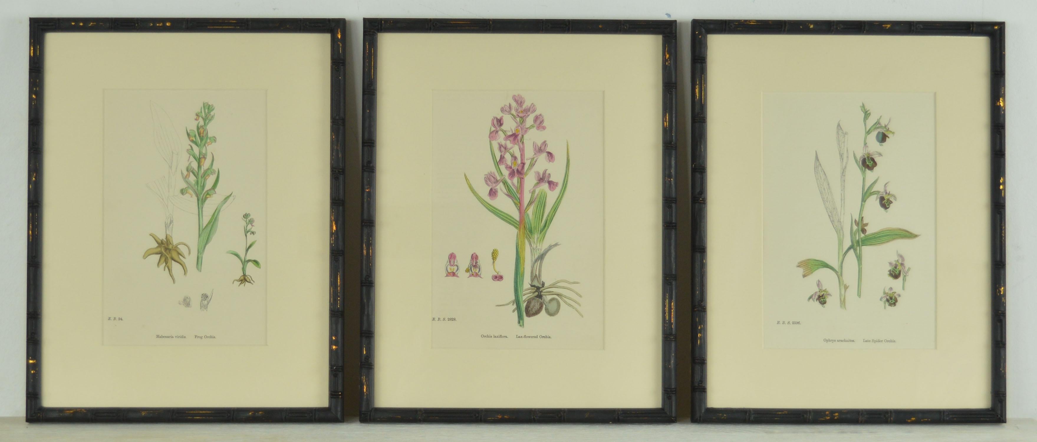 Japonisme Set of 24 Antique Botanical Prints ( Orchids ) in Ebonized Faux Bamboo Frames