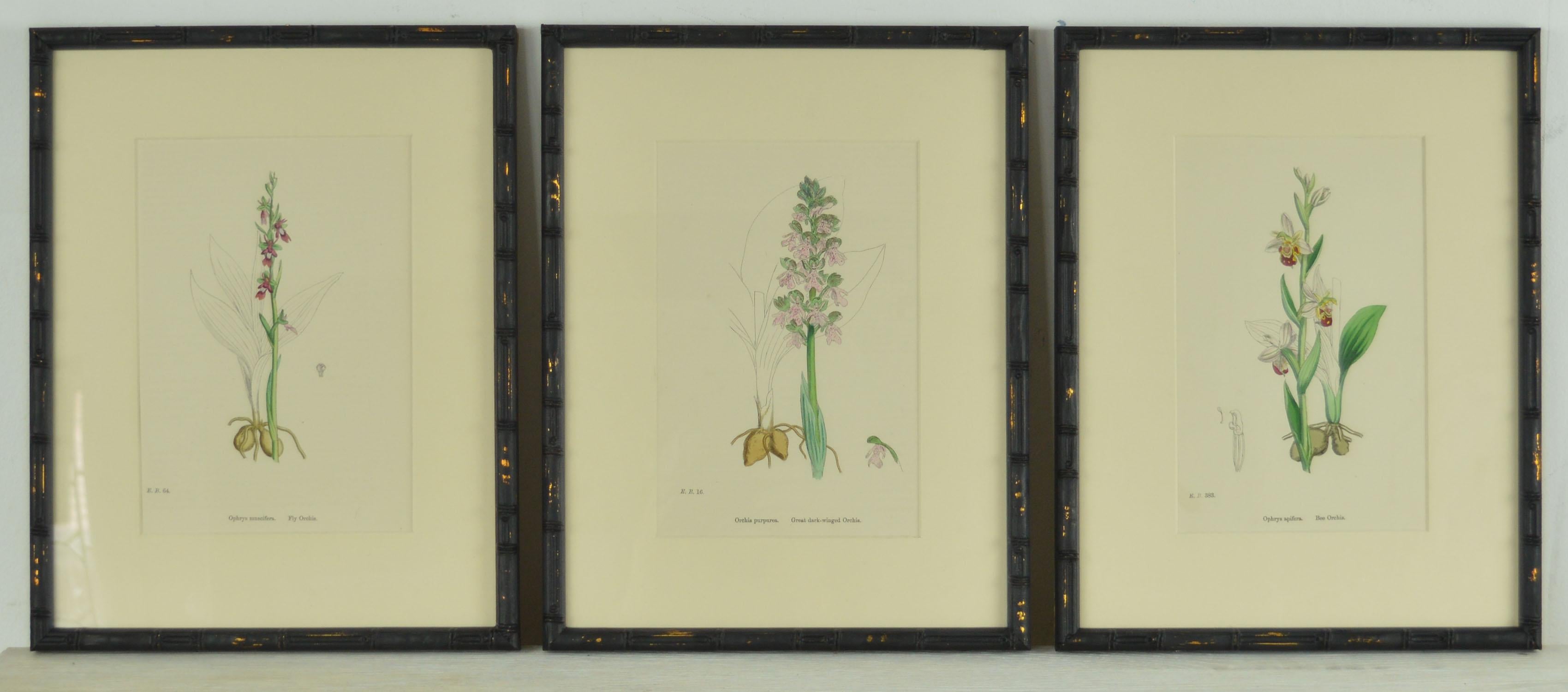 English Set of 24 Antique Botanical Prints ( Orchids ) in Ebonized Faux Bamboo Frames